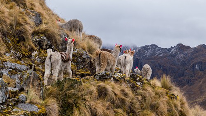 5 Alternatives to The Inca Trail