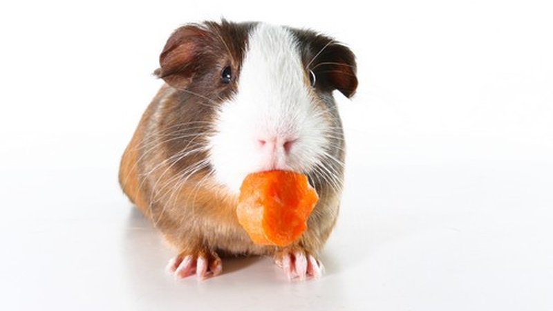 Fascinating Facts About the Peruvian Guinea Pig (Cuy)