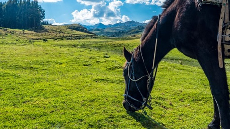 Horse Riding Trip to The Four Cusco Archaeological Sites