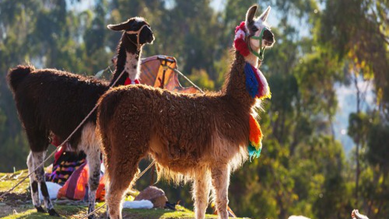 How a visit to Cusco could be the best decision of your life?