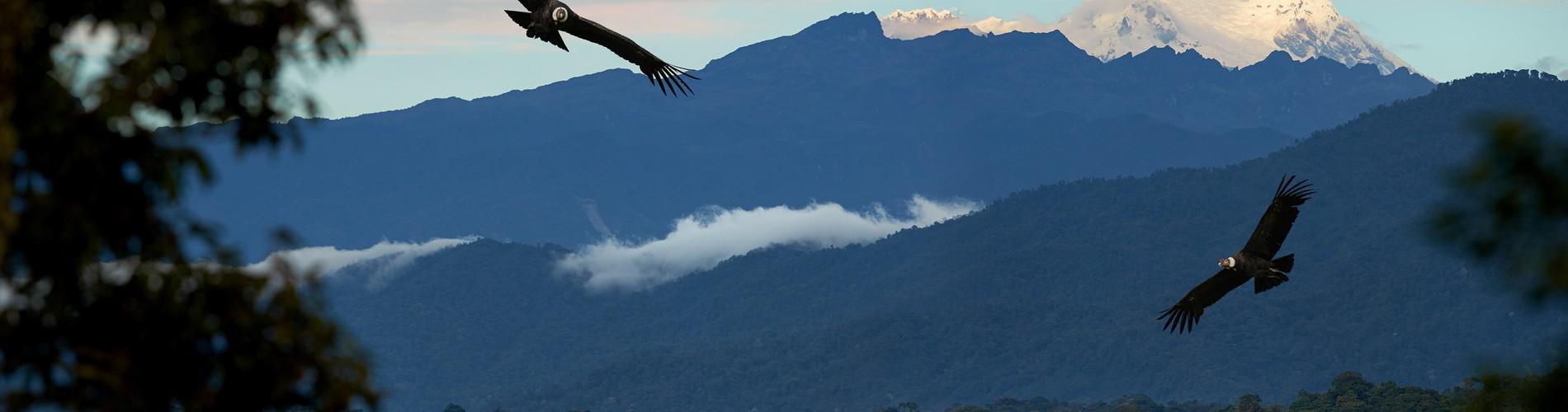 Top birdwatching destinations in Peru