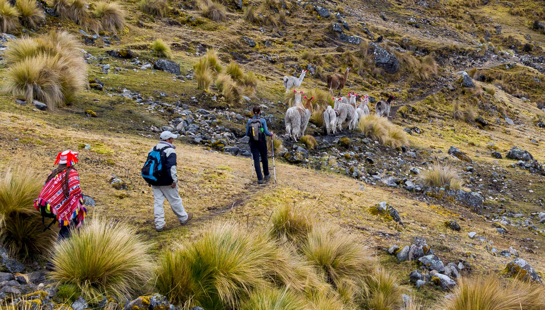 Group of Lares pax in the path with  llamas heading the route