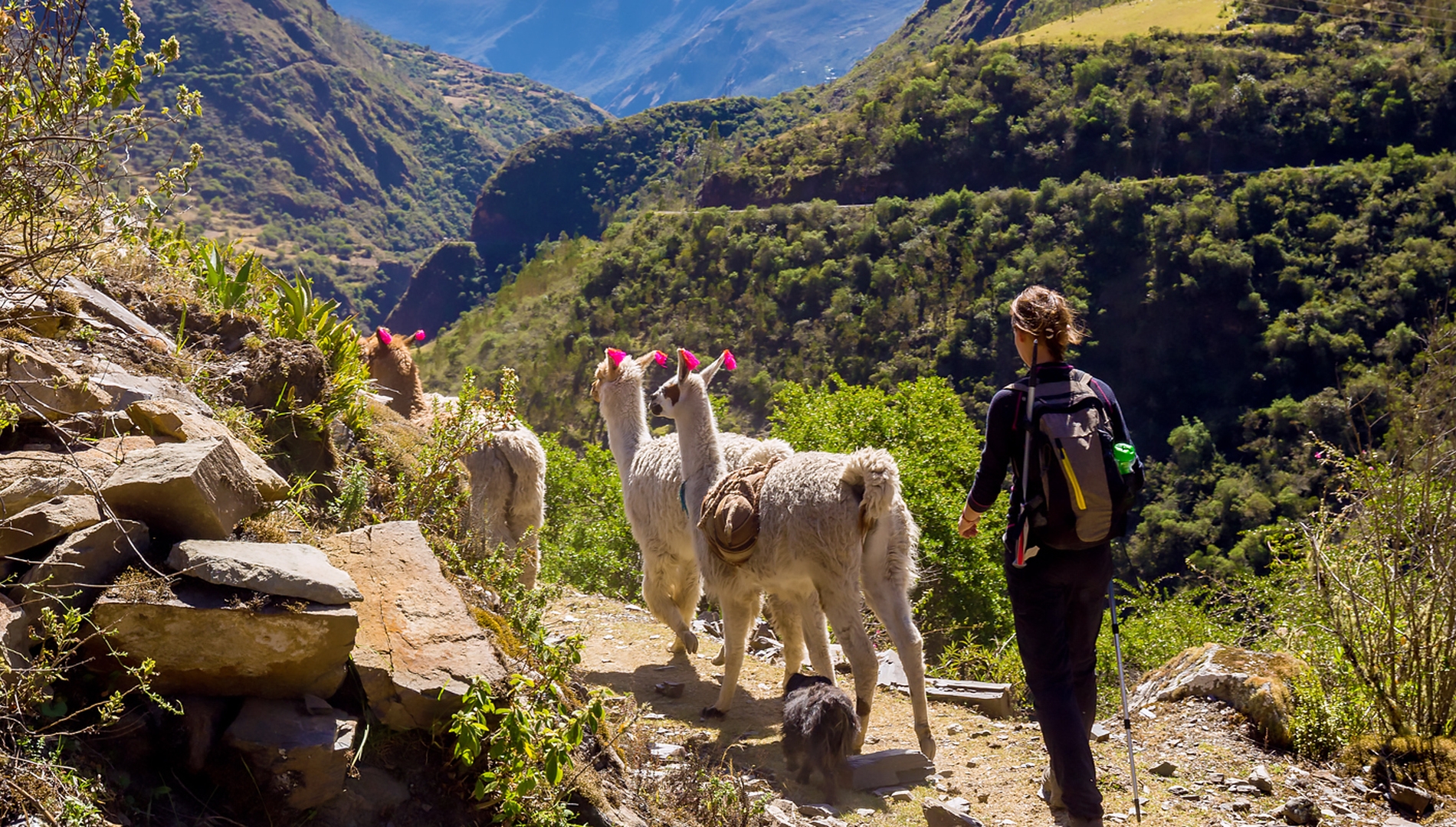 Lares trek on the route to  Machu Picchu