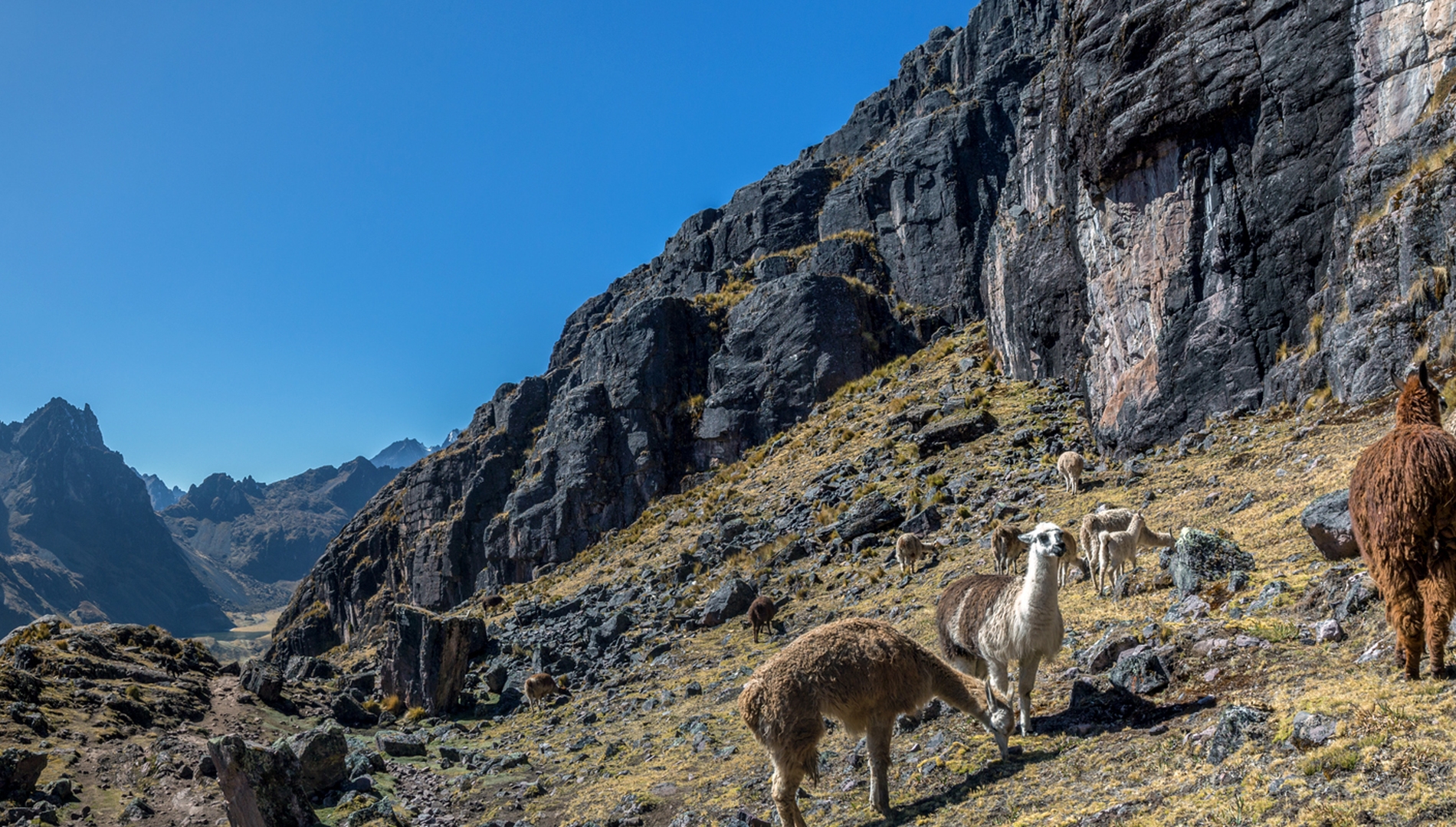 View llamas on the path to lares comunnity