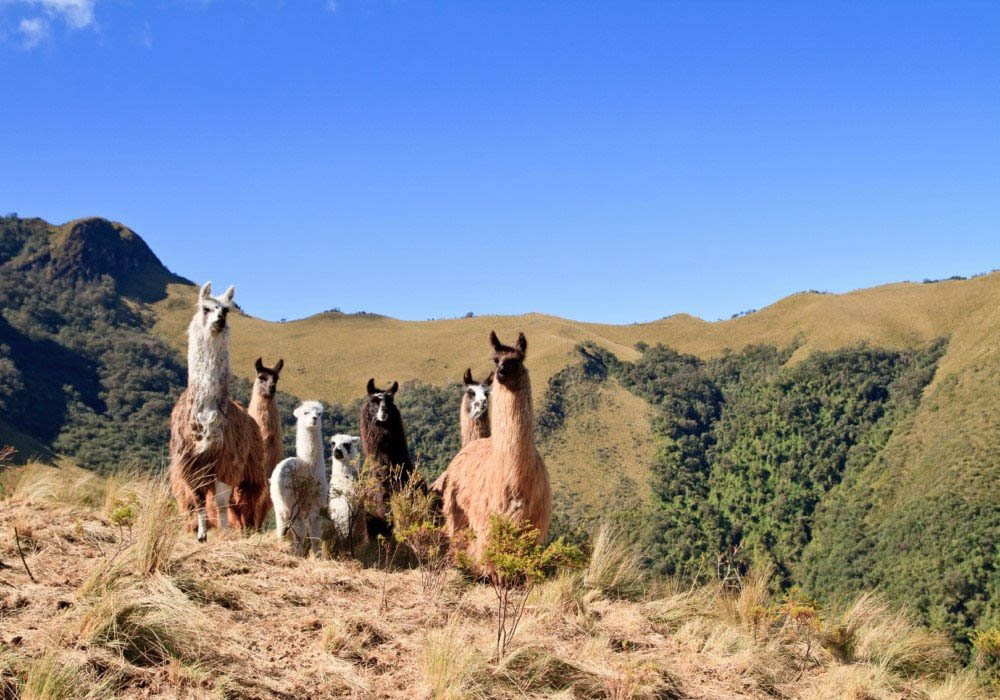 A group of native Llamas on route to Puno