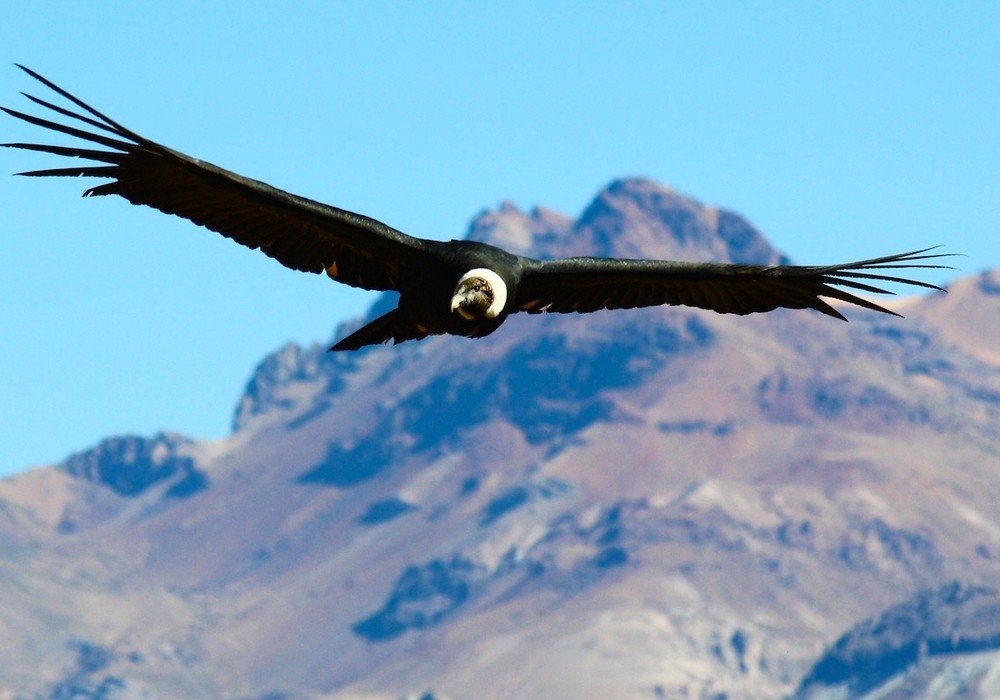 A spectacular view of condor flying