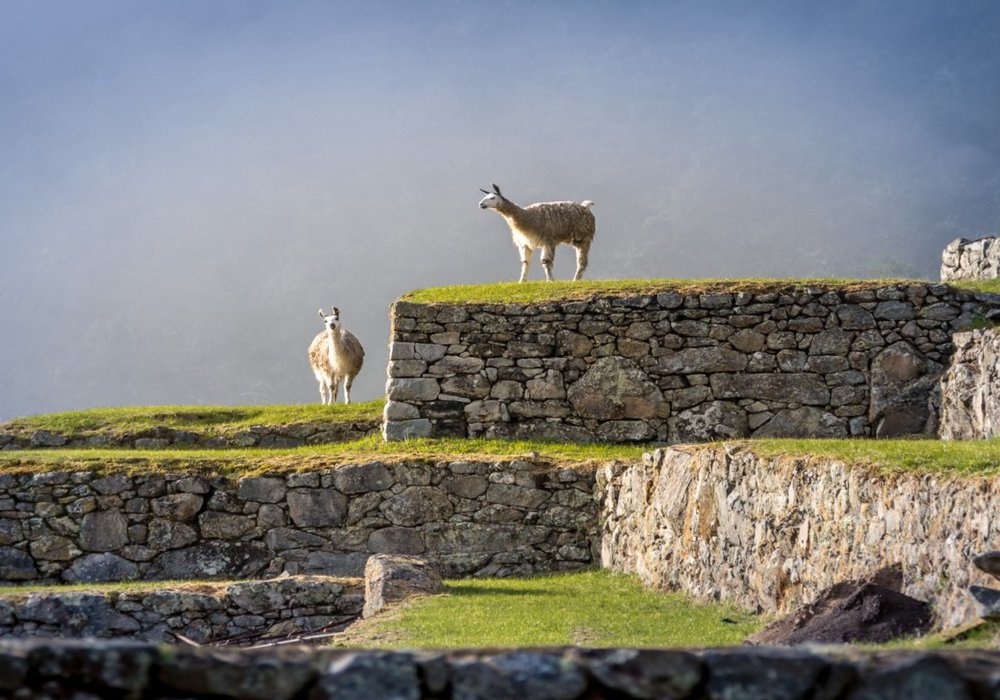 Llamas at the Machu Pichu