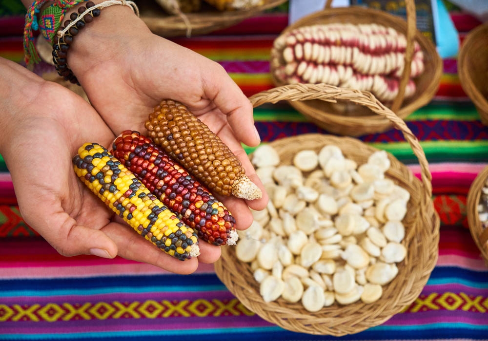 Corn of Cusco with a distinct flavor and texture