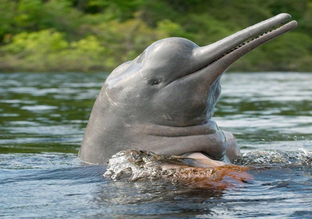 Delfin I Cruise to Pacaya-Samiria Reserve