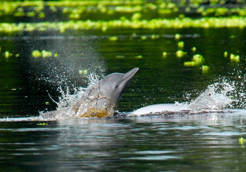 Delfin I Cruise to Pacaya-Samiria Reserve