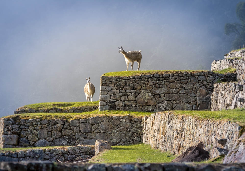 Some llamas walking free on the Machu Picchu ruins