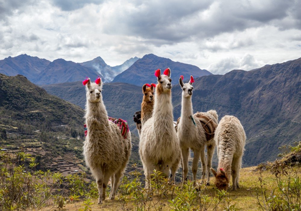 The Sacred Valley and Lares