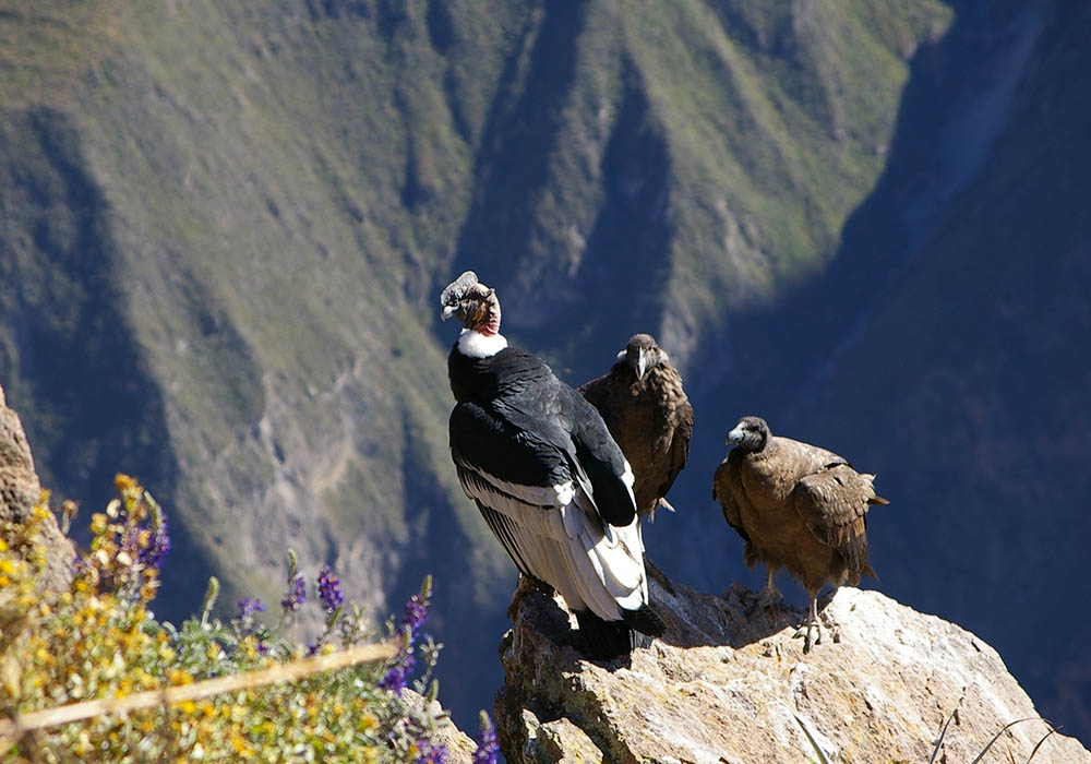 View of some Condors resting on the stone