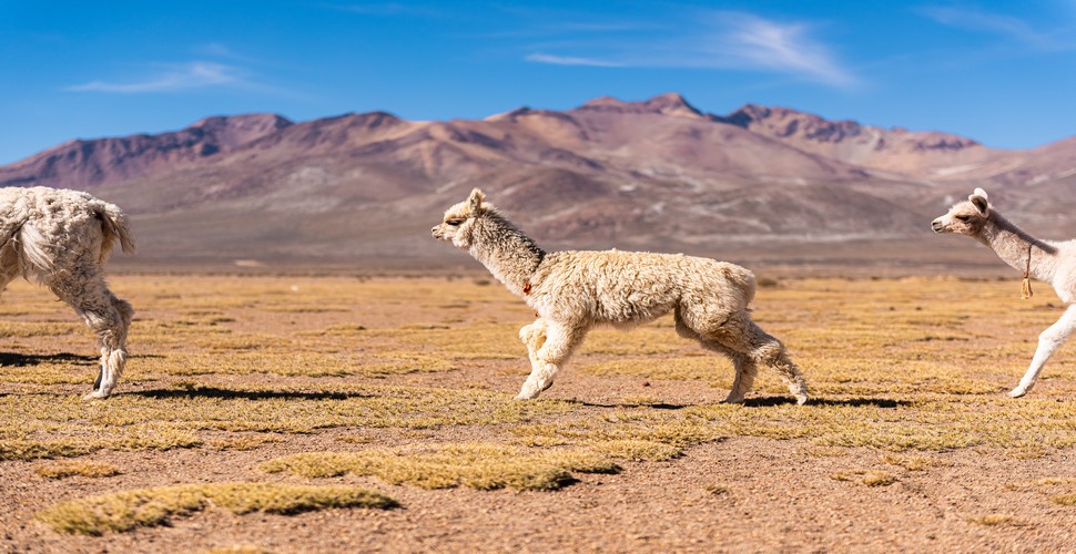 On your way from Arequipa to Colca Canyon, you will pass through The Salinas and Aguada Blanca National Reserve. The reserve is home to numerous wildlife species, such as vicuñas, alpacas, llamas, flamingos, Andean geese, and more. 