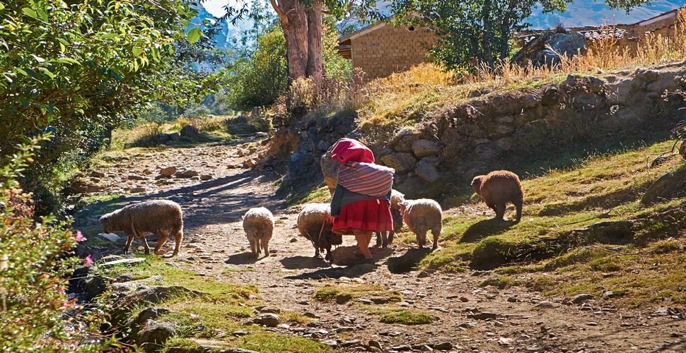 Agriculture is a central part of life in Huilloc, providing sustenance for the community and serving as a cultural practice that has been passed down through generations. These community visits give you an insight into the authentic Andean way of life when you visit Peru.