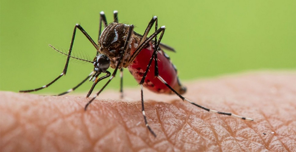 The best way to prevent dengue fever on your Peru vacation package is to avoid mosquito bites. This includes using insect repellent, wearing long-sleeved clothing, long pants, and using mosquito nets while sleeping.