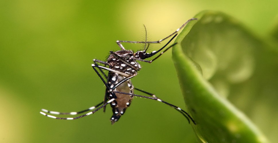Stay in accommodations with screens or air conditioning to minimize exposure to insects. Check with your Peru Travel agency about recent outbreaks of dengue in the area. Use bed nets if necessary to prevent mosquito bites while sleeping.