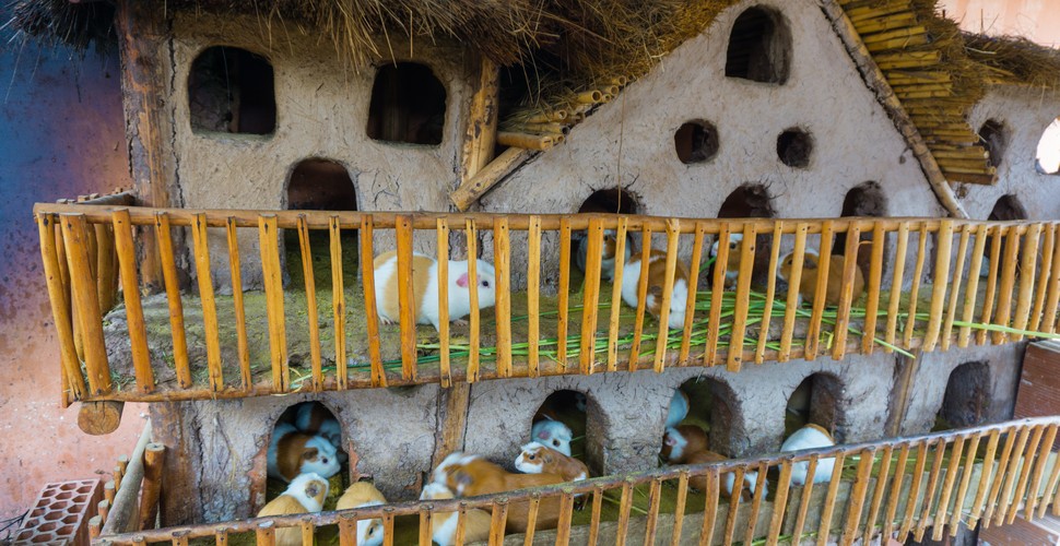 In the Andean regions of Peru, it's common for guinea pigs to live with families in a rustic setting. Guinea pigs are often kept in small enclosures or pens made of adobe or other locally sourced materials, typically located in the family's home. See them on a Peru culture trip.