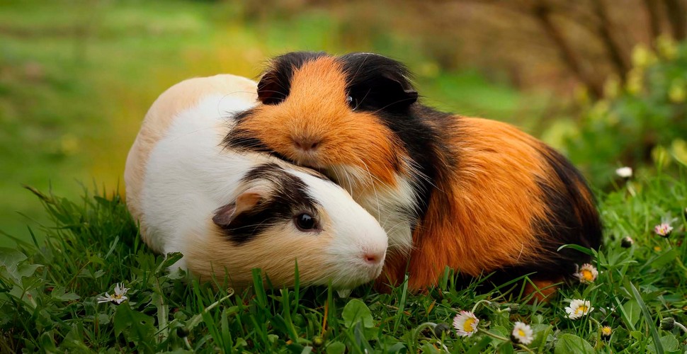 In Andean cosmology, guinea pigs are sometimes believed to have mystical powers or connections to the spiritual world. Owning guinea pigs can be seen as a way to harness their positive energies for the benefit of the household. See how guinea pigs live with local people on a Sacred Valley tour from Cusco.