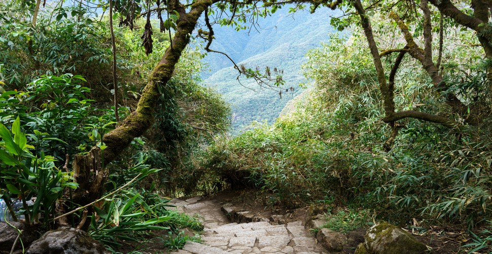 The Machu Picchu Inca Trail Tour passes through several sections of cloud forest, adding a mystical element to the Trek. This section of the trek offers lush vegetation, a misty atmosphere, and diverse wildlife. 