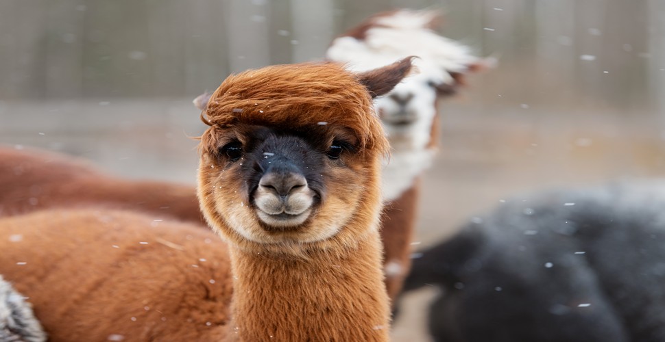 Alpacas are beloved animals in Peru, known for their soft, luxurious fleece and gentle demeanor. These camelid species are native to the Andean region and have been domesticated for thousands of years by the Andean people. Make sure  you see some on your Cusco tours!