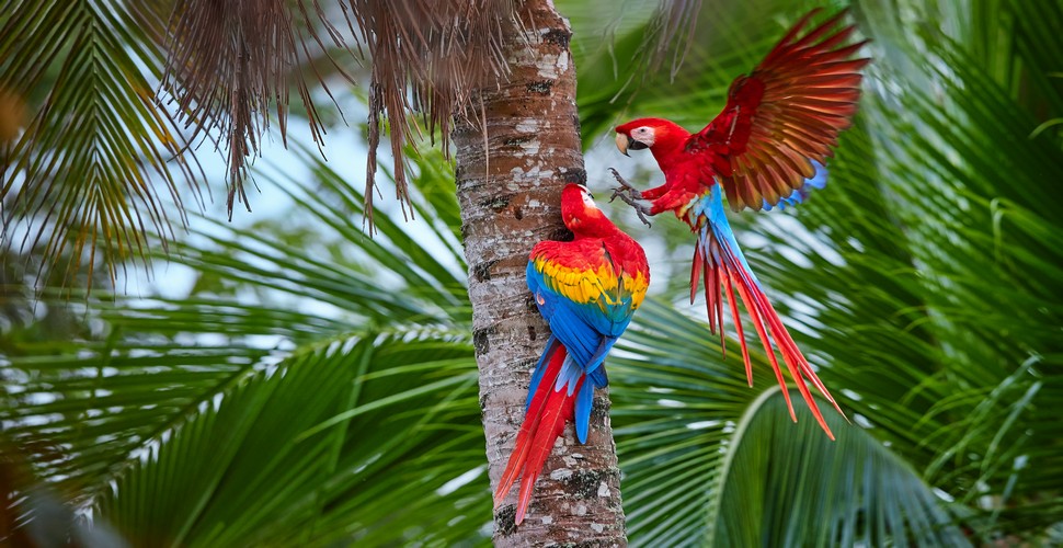 Set out on Peru Amazon adventures and explore the deepest, darkest jungles of Peru. On Amazon River cruises in Iquitos, Peru witness pink dolphins macaws, and many more Amazonian animals!