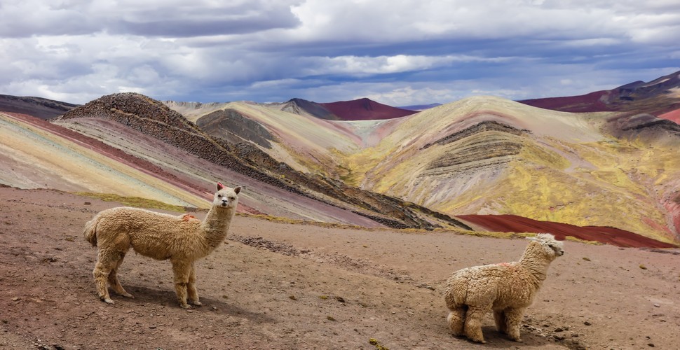 For travelers to  Palcoyo Rainbow Mountain on their Cusco tours, seeing alpacas adds to an authentic Andean experience. Many Cusco Peru tours include opportunities to interact with these fluffy animals!