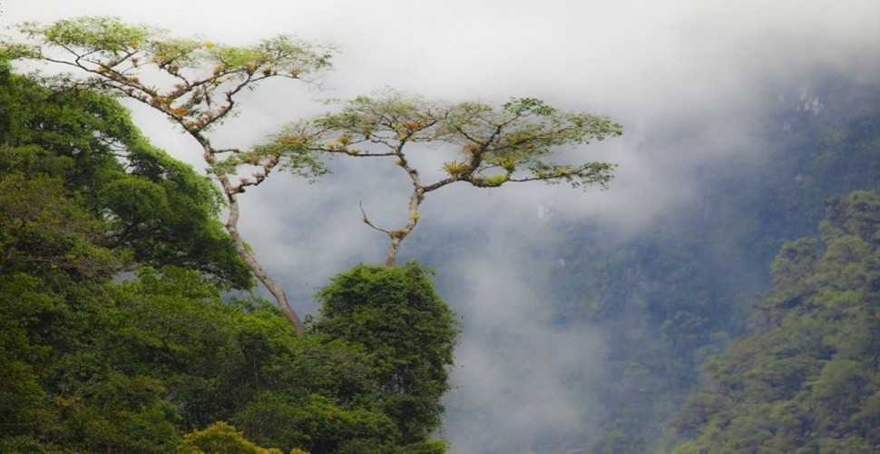 Enjoy Peru adventure tours in the cloud forests of Northern Peru and close to Chachapoyas. The Amazonas region is perfect for pristine nature.