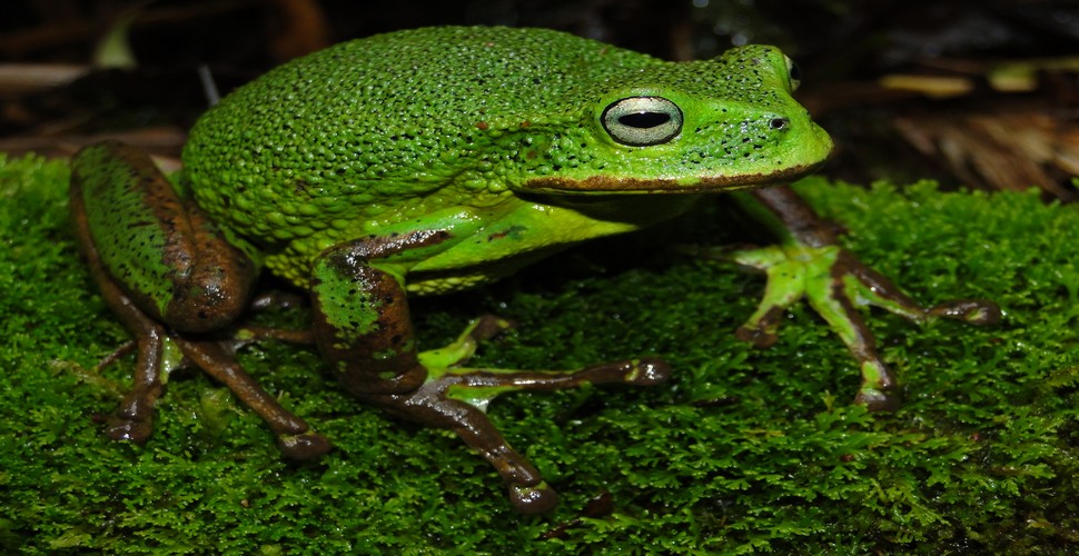New species are constantly being discovered in The National Sanctuary de Cólan. Frogs, birds and other species refound in abundance on our Peru Amazon adventures!