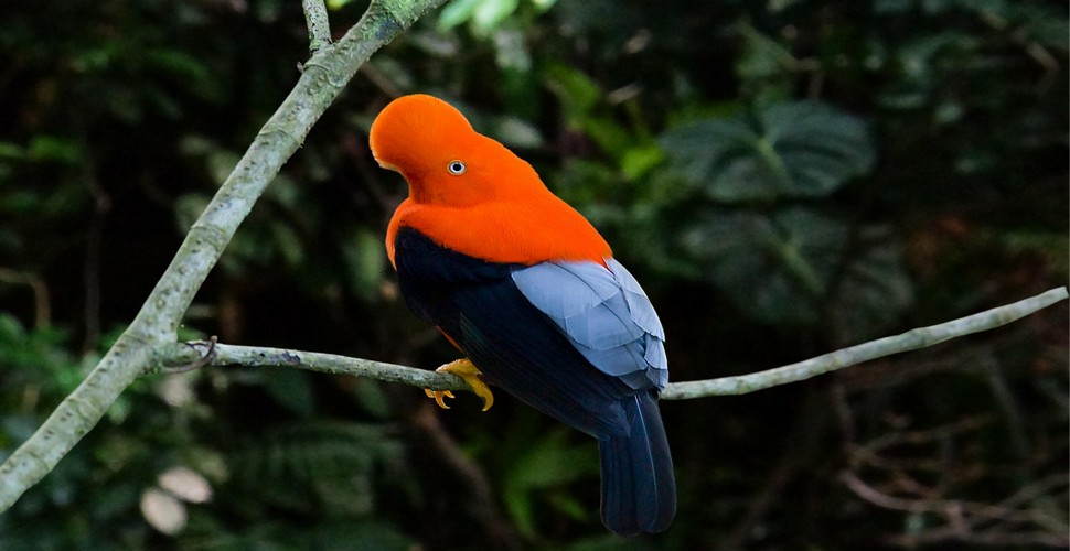 If you want to go birdwatching in The National Sanctuary de Cólan on Peru private tours, check out our personalized Peru tours for ornithologists. You can also customize your own tailor made tour to Amazonas!