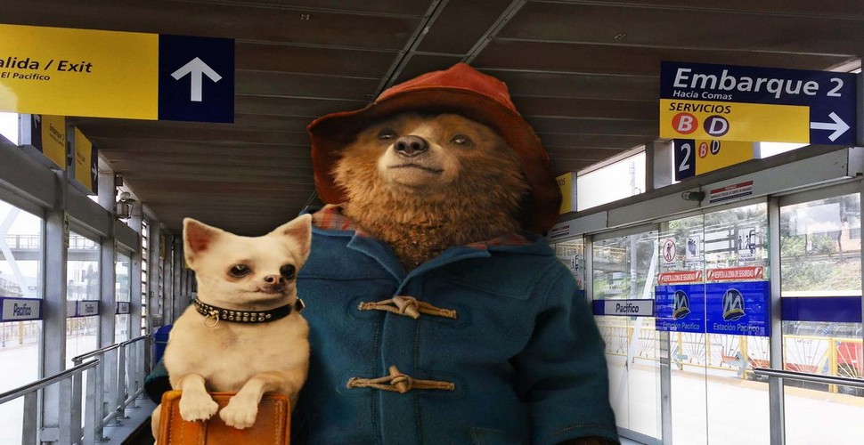  Paddington would have traveled through the Sacred Valley, visiting ancient Inca ruins like Ollantaytambo and Pisac. He also would have experienced the traditional Andean culture there, including textile weaving and agricultural practices. You can too, on a Sacred Valley tour from Cusco.