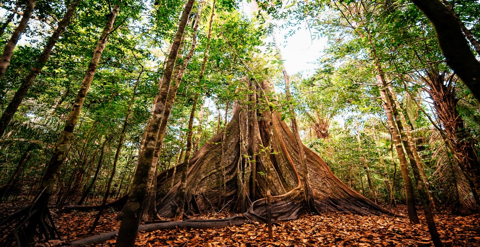 Experience the awe-inspiring beauty of the Shihuahuaco tree in Tambopata with our custom Madre de Dios tours. Contact us today, and let us design the perfect itinerary for you, ensuring you see the majestic Shihuahuaco tree and the stunning biodiversity of Madre de Dios.