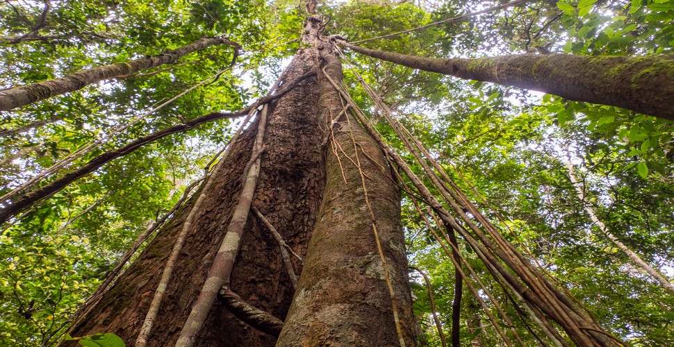 The presence of the Shihuahuaco tree at Madre de Dios lodges highlights its importance in the rainforest. Supporting a diverse array of wildlife. conservation efforts to protect the Shihuahuaco tree and its habitat are essential for maintaining biodiversity.
