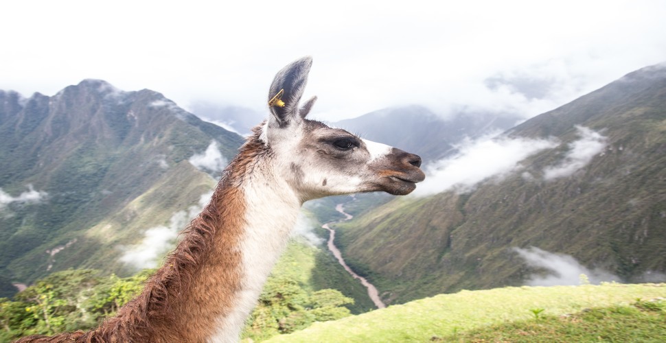 Discover Machu Picchu's cute, furry residents, the llamas as you finish your Inca Trail trips. These iconic Andean animals roam freely around the ancient citadel, adding a touch of authenticity to your Machu Picchu visit. 