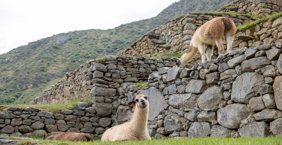 Llamas are an integral part of the cultural and the natural landscape on the Machu Picchu Inca Trail tour. Visitors to Machu Picchu often enjoy interacting with the llamas, feeding them grass, or taking photos with them.
