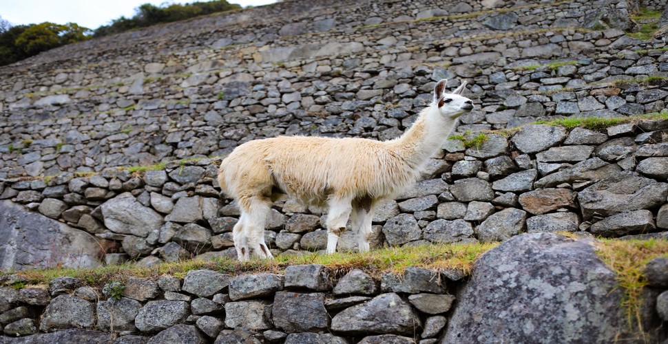 Efforts are made to ensure the well-being of the llamas at Machu Picchu. This includes providing them with veterinary care and monitoring their health. Local communities are involved in their care, helping to ensure that they remain a part of the landscape for visitors on their Peru adventure tours.