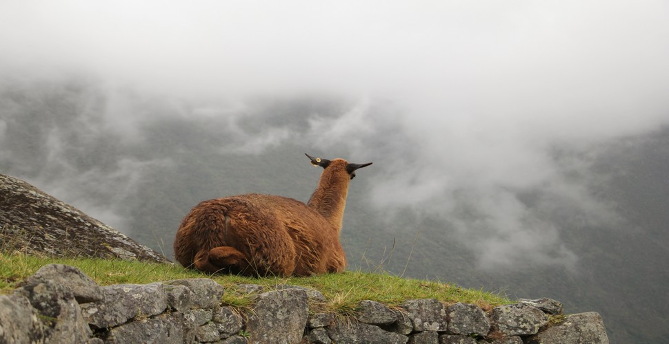 Llamas roam freely at Machu Picchu. These iconic animals are not only part of the landscape but also play a practical role in maintaining the vegetation by grazing on grass and other plants. Say hi to them on your Machu Picchu luxury tours!